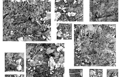 Nature foisonnante 2