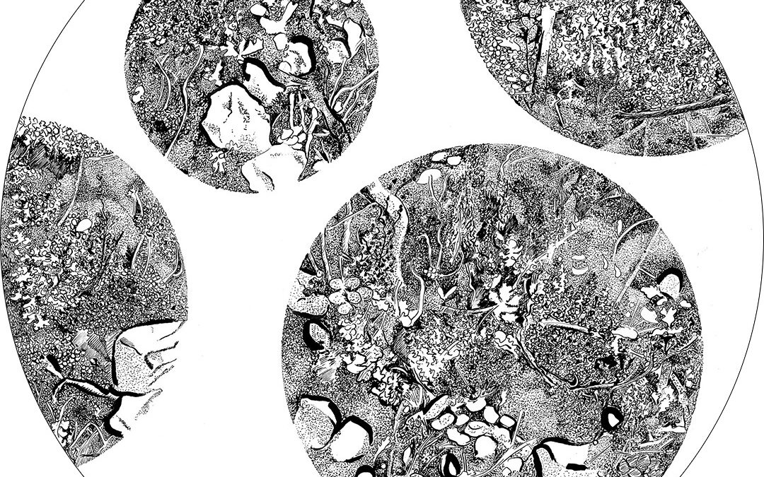 Pierres, mousses et feuilles d’argent