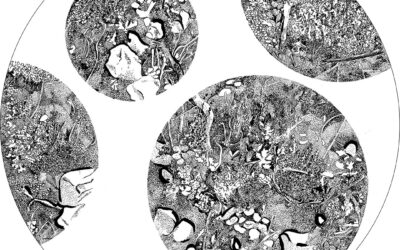 Pierres, mousses et feuilles d’argent